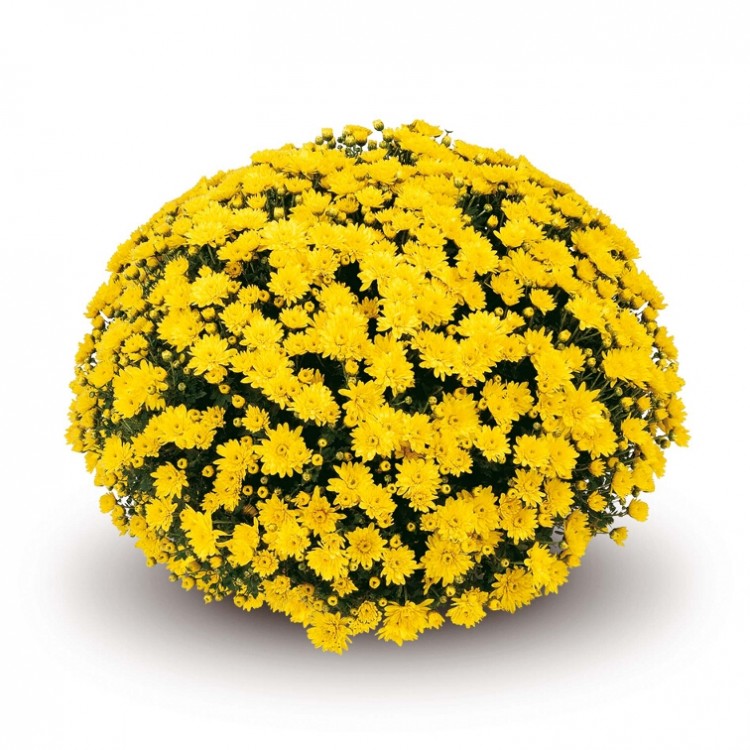 Хризантема "Conaco Yellow" - во саксија Ø17
